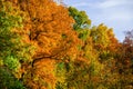 Collection of leaves at Kensington Metropark Royalty Free Stock Photo