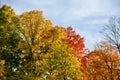 Collection of leaves at Kensington Metropark Royalty Free Stock Photo