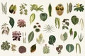 Collection of leaves from New and Rare Beautiful-Leaved Plants. Digitally enhanced from our own 1929 edition of the publication. Royalty Free Stock Photo