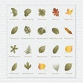 Collection of leaves. Vector illustration decorative design Royalty Free Stock Photo