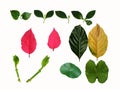 Collection of leaves on white background