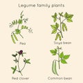 Collection of legume family plants. Hand drawn vector set