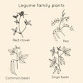 Collection of legume family plants