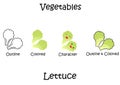 A collection of lettuce illustrations with outline design types