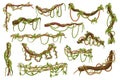 Collection Of Lianas, Twisting And Climbing Vines Found In Tropical Forests, Creating A Dense And Intricate Network