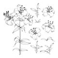 Collection of lily flowers elements. Awesome set for designers. Blossom jungle flower bundle. Black flowers of lilies