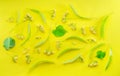 Collection of linden flowers, linden bracts and leaves isolated on yellow background