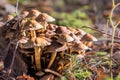 Collection of little mica-sparrow mushroom on a tree stump with moss