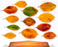 The collection of live yellow brown green leaves at points from worms. Set of autumn leaves on a white background Royalty Free Stock Photo