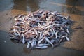 Collection of lizardfish on the ground for sale in the market Royalty Free Stock Photo