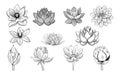 Collection of lotus sketches. lotuses, buds and leaves in vintage style.