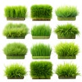 Collection of lush green grass patches Royalty Free Stock Photo