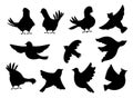 Collection of Flying peace bird Stock isolated vector isolated silhouettes Royalty Free Stock Photo