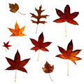 Collection of Macro Fall Leaves