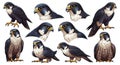 Collection of Magnificent Peregrine Falcon Illustrations on a White Background Royalty Free Stock Photo