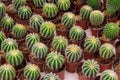 Collection of many cacti in small pots with prickly quills for sale in the greenhouse