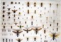 Collection of many different big and small bees on a white surface