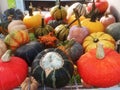 A collection of many multicolored mini pumpkins and gourds.