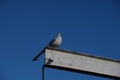 Patroller of the sky & sea Royalty Free Stock Photo