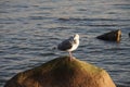 Patroller of the sky & sea Royalty Free Stock Photo