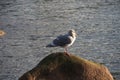 Patroller of the sky & sea Royalty Free Stock Photo