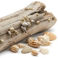 A collection of marine objects featuring a weathered piece of driftwood covered with Royalty Free Stock Photo
