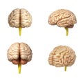 Collection of medically accurate illustration of the brain 3d re Royalty Free Stock Photo