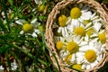Collection of medicinal herbs. Chamomile close-up. spring garden Royalty Free Stock Photo