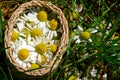 Collection of medicinal herbs. Chamomile close-up. spring garden Royalty Free Stock Photo