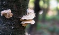 Collection of medicinal polypore mushrooms in the forest, medicinal fungi