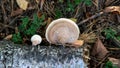 Collection of medicinal polypore mushrooms in the forest, medicinal fungi