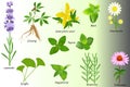 Collection of medicine plants.Bundle of medicinal plants clip art