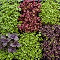 A collection of microgreens in a tray featuring a diverse palette of colors Royalty Free Stock Photo