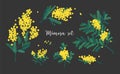 Collection of mimosa branches with blooming yellow flowers or inflorescences and leaves isolated on black background Royalty Free Stock Photo