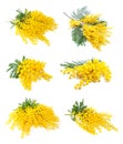 Collection of mimosa flowers. Royalty Free Stock Photo