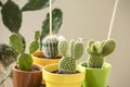 Collection of mini cactus. Variety of cute cacti plants. Hauseplant in colourful pots