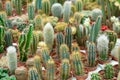 Collection of mini potted cactuses in a plant market Royalty Free Stock Photo