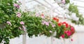 Collection of miniature roses in greenhouse. Pink and red potted flowers hanging from ceiling