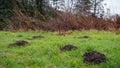 A collection of mole hills on a grass pasture Royalty Free Stock Photo