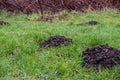A collection of mole hills on a grass pasture Royalty Free Stock Photo