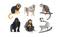 Collection of monkeys, different breeds of monkeys vector Illustration on a white background