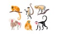 Collection of monkeys of different breeds vector Illustration on a white background