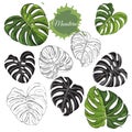 Collection with monochrome and  colored  monstera leaves, black silhouette and abstract spot. Hand drawn ink sketch Royalty Free Stock Photo