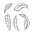 Collection of the monochrome feathers .Handmade work.Vector illustration