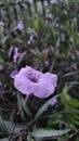 A collection of morning bloom on the mountains