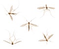 Collection of mosquitos on white Royalty Free Stock Photo