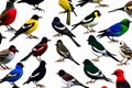 Collection of the most common European birds, isolated with white background. Generative AI