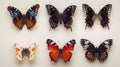 Assorted Butterfly Specimens on Display Royalty Free Stock Photo