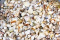 Collection of multi-colored small and large sea shells Royalty Free Stock Photo