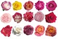 collection of multicolored different roses. Royalty Free Stock Photo